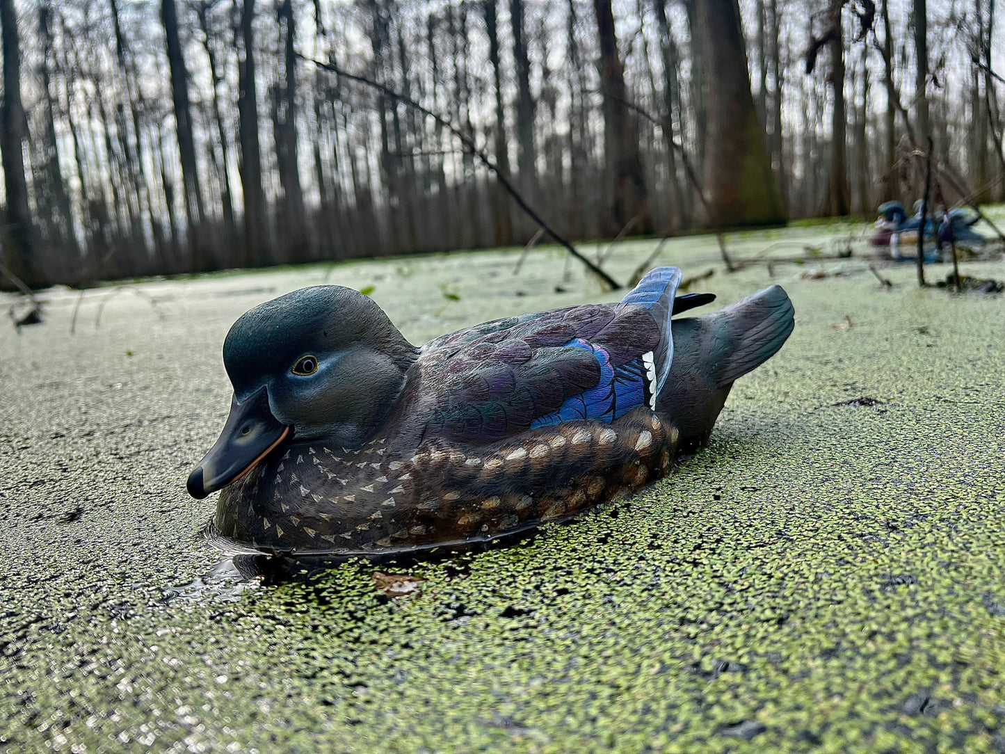 Wood Duck Rig
