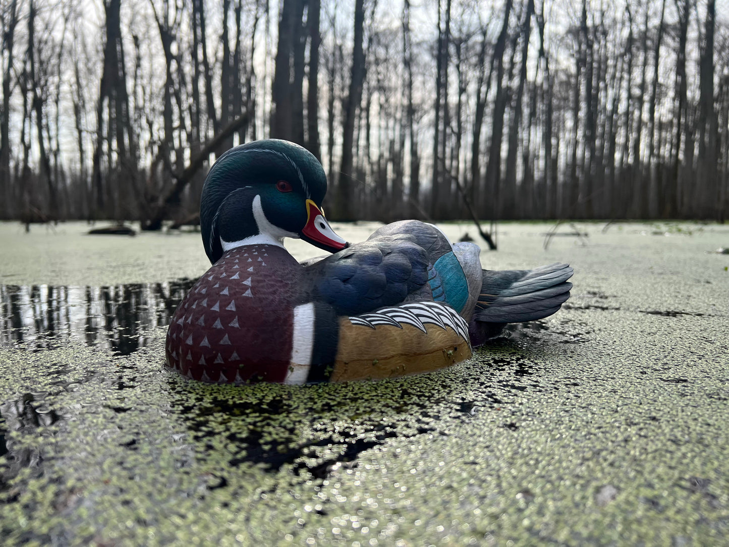 Wood Duck Rig