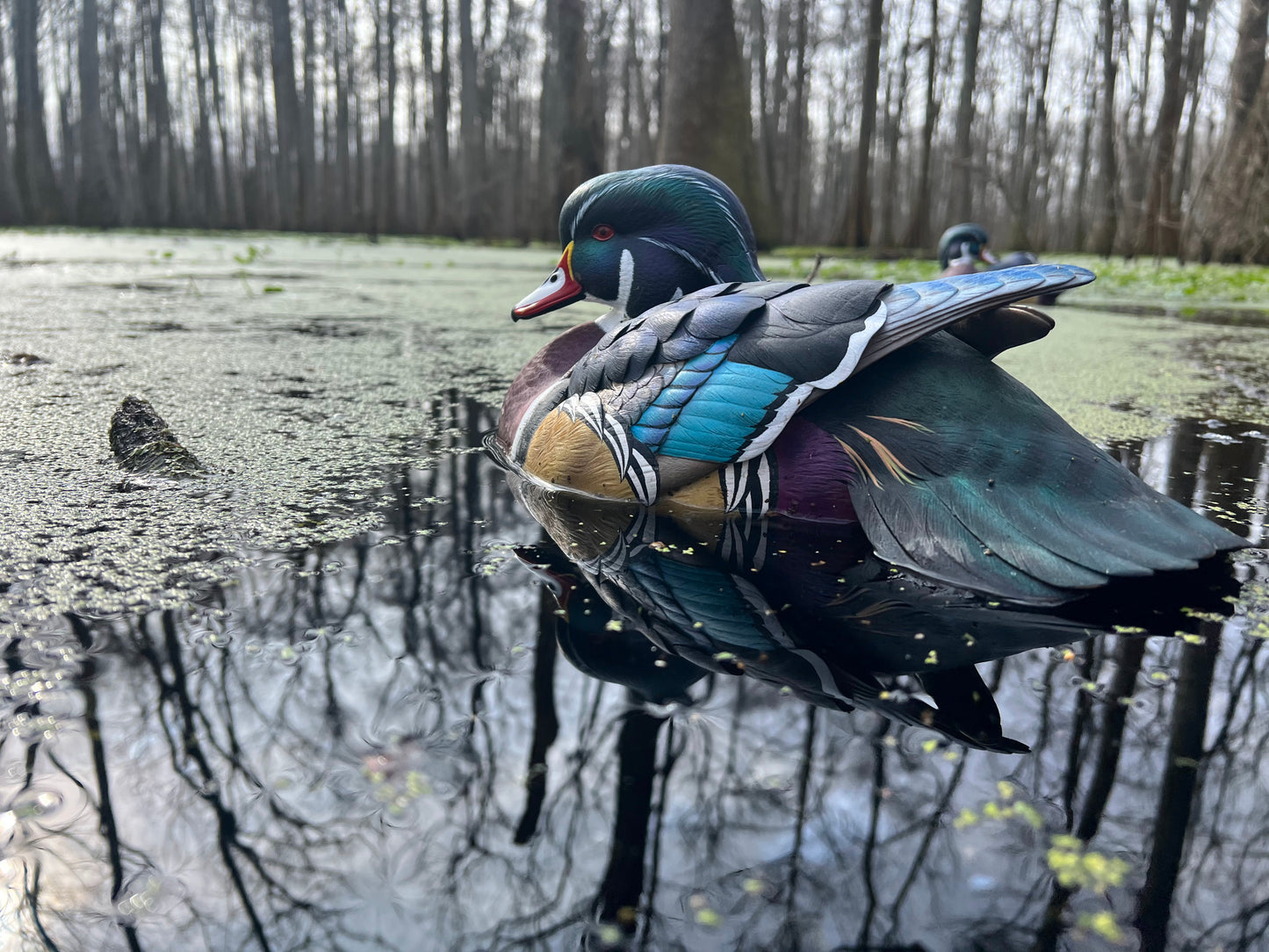 Wood Duck Rig